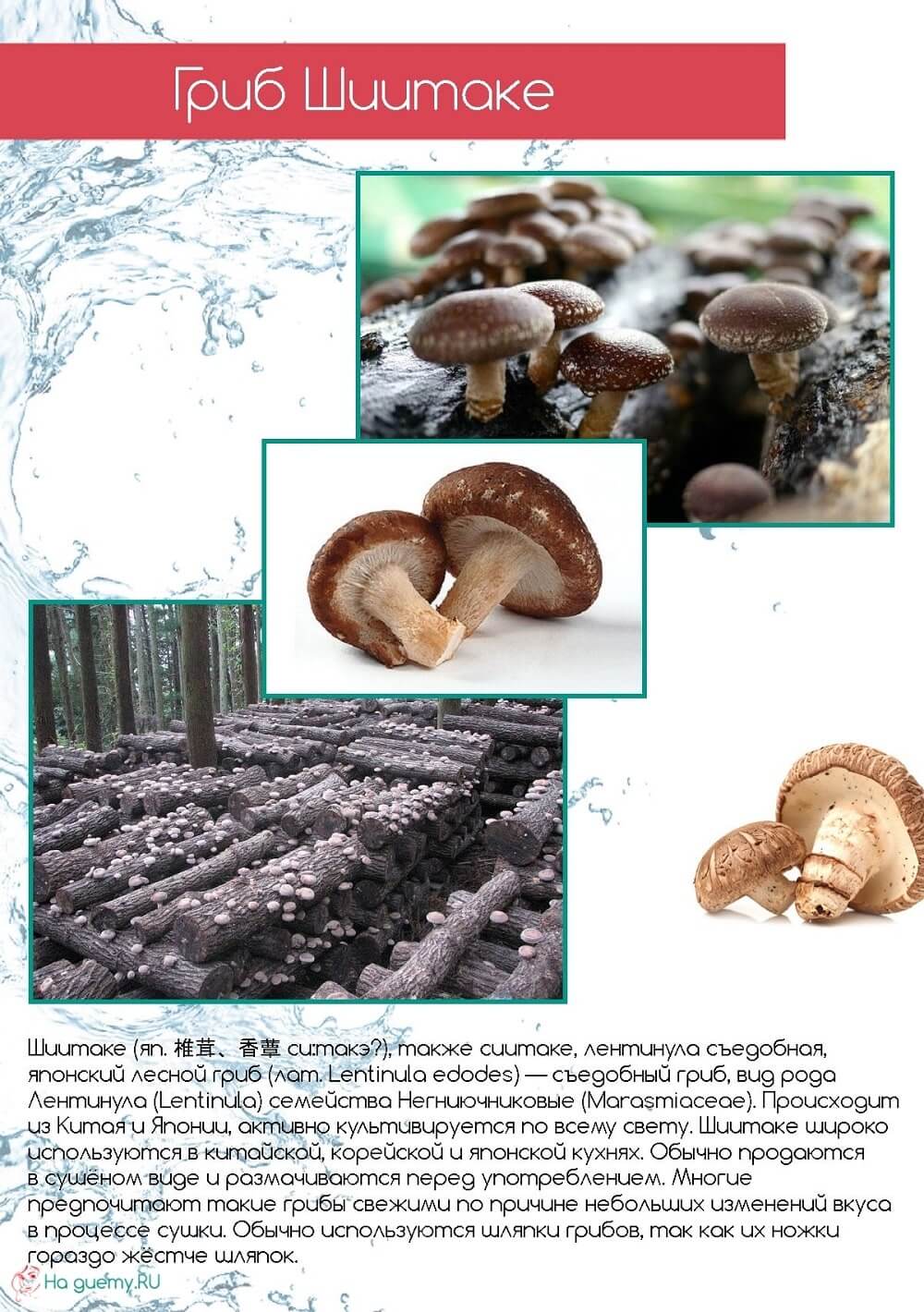 Шиитаке - японский лесной гриб