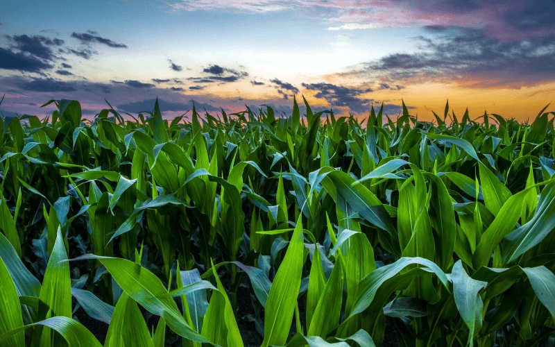кукурузное поле на рассвете