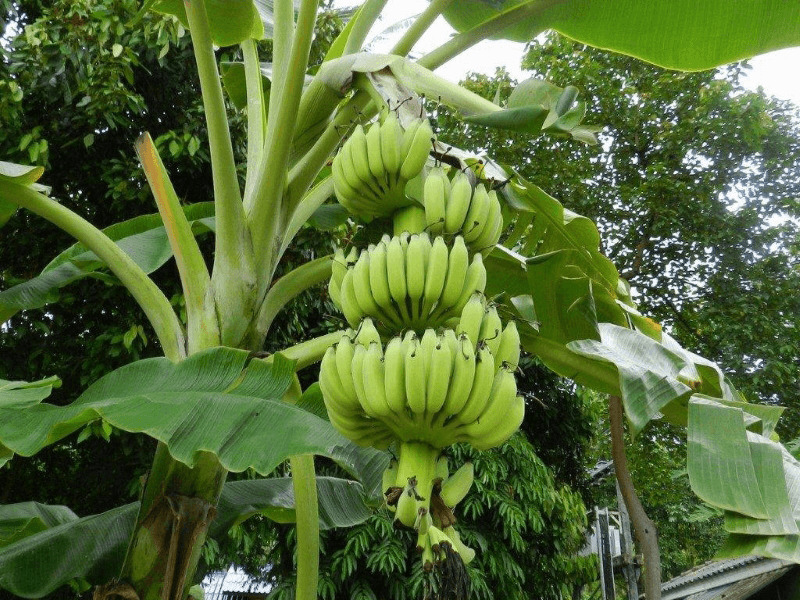 гроздья бананов